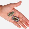 Two iridescent beetle specimens resting on a person's open palm against a plain light gray background.
